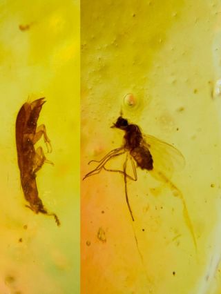 Beetle&diptera Fly Burmite Myanmar Burmese Amber Insect Fossil Dinosaur Age