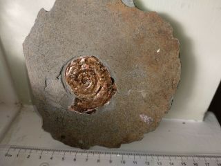 Fossil Fossilien Ammonit Psiloceras Planorbis Ammonite Pearl Jurassic Uk