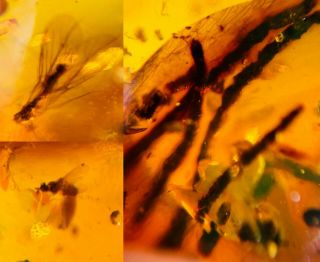 Unknown Fly&pine Needle Burmite Myanmar Burmese Amber Insect Fossil Dinosaur Age