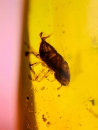 Unknown Bug Larva Nymph Burmite Myanmar Burmese Amber Insect Fossil Dinosaur Age