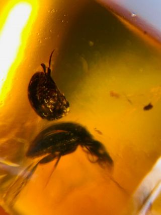 2 Coleoptera Beetle Burmite Myanmar Burmese Amber Insect Fossil Dinosaur Age
