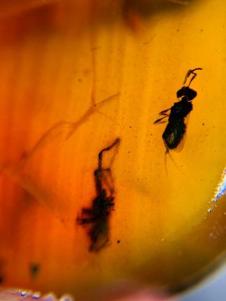 spider&wasp bee Burmite Myanmar Burmese Amber insect fossil dinosaur age 3