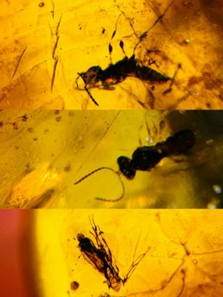 2 Wasp Bee&unknown Fly Burmite Myanmar Burmese Amber Insect Fossil Dinosaur Age