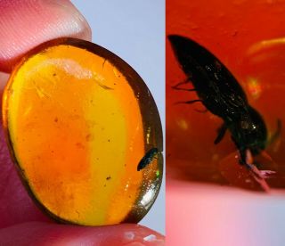 2.  07g Coleoptera Beetle Burmite Myanmar Burmese Amber Insect Fossil Dinosaur Age