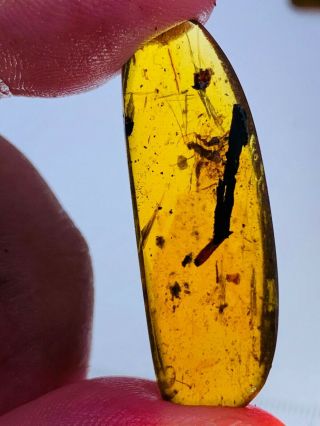 2.  28g Unknown Bug On Plant Burmite Myanmar Amber Insect Fossil Dinosaur Age