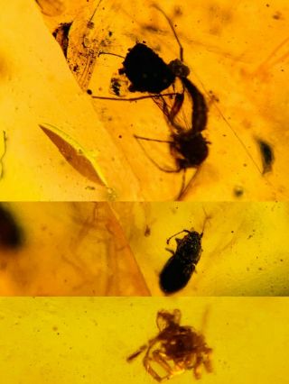 Mosquito Fly&beetle&spider Burmite Myanmar Amber Insect Fossil Dinosaur Age