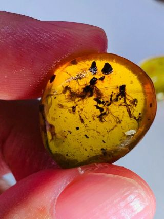 2.  1g Unknown Big Fly Burmite Myanmar Burmese Amber Insect Fossil Dinosaur Age