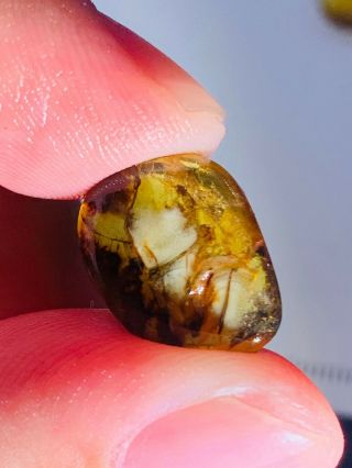 0.  78g Unique Mineral Burmite Myanmar Burmese Amber Insect Fossil Dinosaur Age