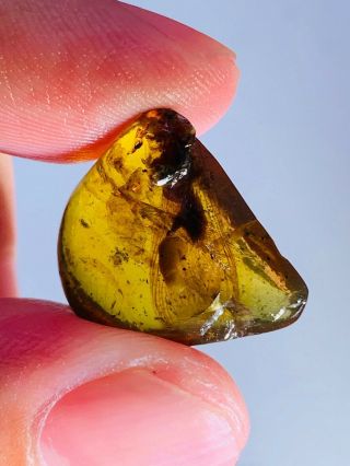 1.  32g Unknown Big Fly Burmite Myanmar Burmese Amber Insect Fossil Dinosaur Age
