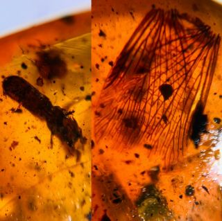 Beetle&unknown Bug Wing Burmite Myanmar Burmese Amber Insect Fossil Dinosaur Age