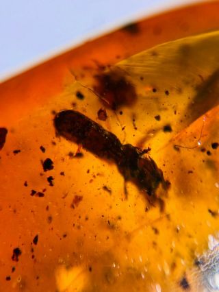 beetle&unknown bug wing Burmite Myanmar Burmese Amber insect fossil dinosaur age 2
