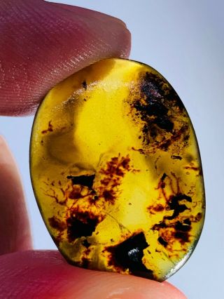 0.  99g plant&mineral Burmite Myanmar Burmese Amber insect fossil dinosaur age 2