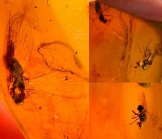 Neuroptera Lacewing&fly Burmite Myanmar Burmese Amber Insect Fossil Dinosaur Age