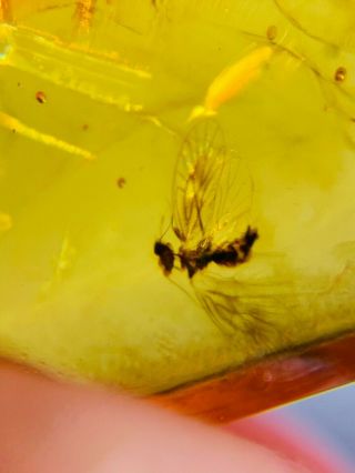 barklice&unknown fly Burmite Myanmar Burmese Amber insect fossil dinosaur age 3