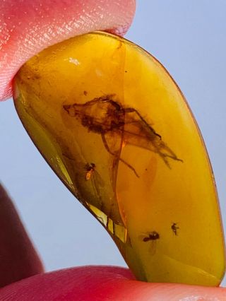 1.  15g Cicada Larva&fly Burmite Myanmar Burmese Amber Insect Fossil Dinosaur Age