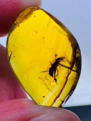 2.  99g Coleoptera beetle Burmite Myanmar Burmese Amber insect fossil dinosaur age 2