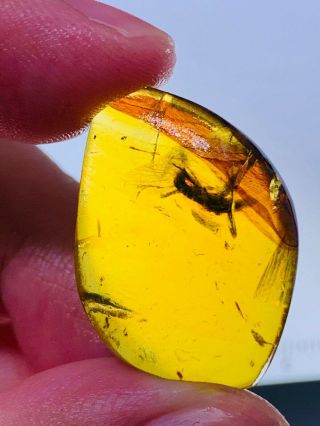 2.  99g Coleoptera beetle Burmite Myanmar Burmese Amber insect fossil dinosaur age 3