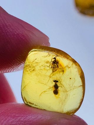 0.  73g Wasp&diptera Fly Burmite Myanmar Burmese Amber Insect Fossil Dinosaur Age