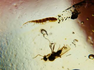 Unknown Worm&diptera Fly Burmite Myanmar Burma Amber Insect Fossil Dinosaur Age