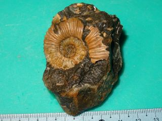 Ammonite Caucasus Acanthohoplites Aptian Stage