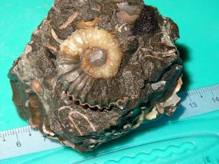 Ammonite Caucasus Colombiceras Aptian Stage