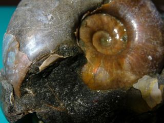 Ammonite Caucasus Zuercherella Aptian stage 3