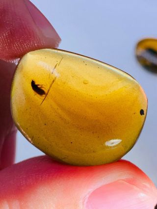 2.  97g Coleoptera beetle Burmite Myanmar Burmese Amber insect fossil dinosaur age 3