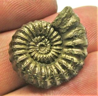 Stunning Golden Androgynoceras 23mm Jurassic Pyrite Ammonite Fossil Uk Gold Rock