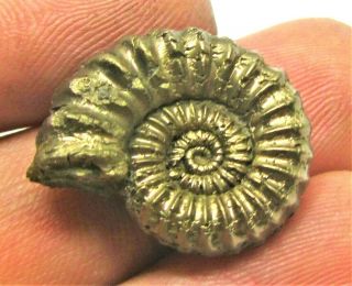 Stunning golden Androgynoceras 23mm Jurassic pyrite ammonite fossil UK gold rock 2