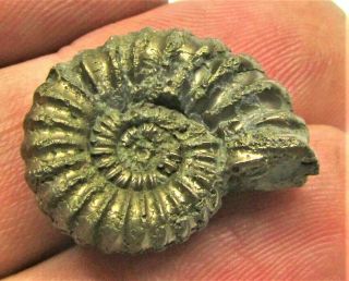 Stunning golden Androgynoceras 23mm Jurassic pyrite ammonite fossil UK gold rock 3
