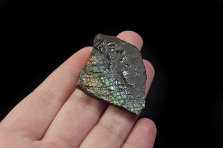 68.  5Ct Natural Canadian Ammonite Ammolite Fossil Rough Specimen MYJA256 2