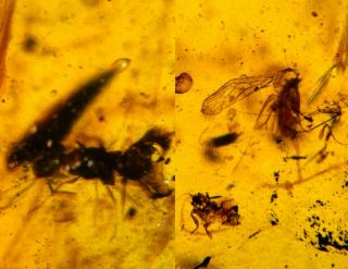 Unknown Bug&fly&leaf Burmite Myanmar Burmese Amber Insect Fossil Dinosaur Age