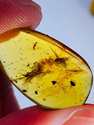 0.  85g unknown bug&beetle&fly Burmite Myanmar Amber insect fossil dinosaur age 2