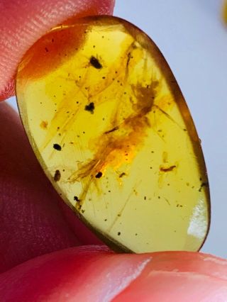 0.  85g unknown bug&beetle&fly Burmite Myanmar Amber insect fossil dinosaur age 3