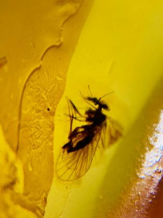 Barklice Booklice Fly Burmite Myanmar Burma Amber Insect Fossil Dinosaur Age