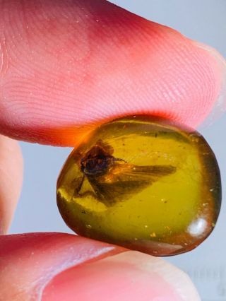 1.  17g Unknown Fly Bug Burmite Myanmar Burmese Amber Insect Fossil Dinosaur Age
