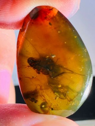 2.  08g 2 Roach Larva Burmite Myanmar Burmese Amber Insect Fossil Dinosaur Age