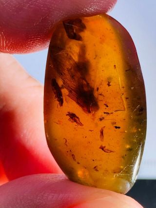 3.  87g Unknown Bug Wings Burmite Myanmar Burmese Amber Insect Fossil Dinosaur Age