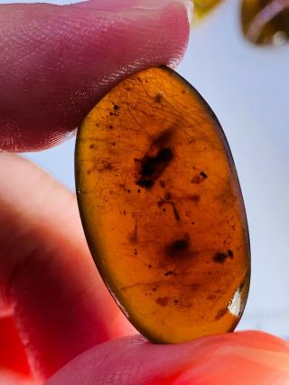 1.  99g unknown bug Burmite Myanmar Burmese Amber insect fossil dinosaur age 2