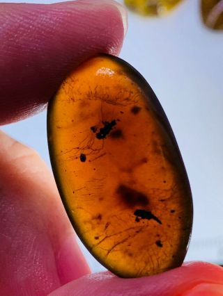 1.  99g unknown bug Burmite Myanmar Burmese Amber insect fossil dinosaur age 3