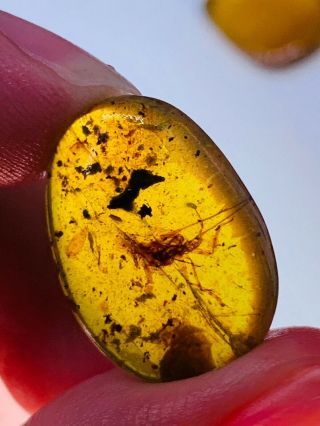 1.  37g Unknown Bugs Burmite Myanmar Burmese Amber Insect Fossil Dinosaur Age