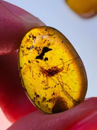 1.  37g unknown bugs Burmite Myanmar Burmese Amber insect fossil dinosaur age 2