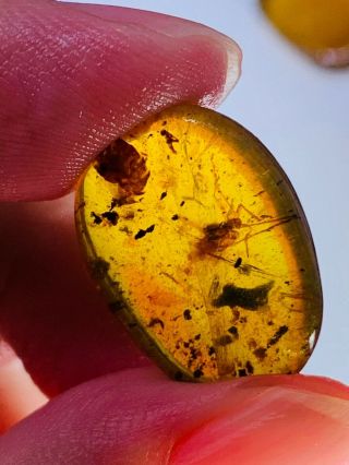 1.  37g unknown bugs Burmite Myanmar Burmese Amber insect fossil dinosaur age 3