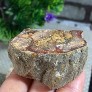 56g Polished Petrified Wood Crystal Slice Madagascar A1414