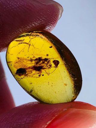 1.  08g big adult roach Burmite Myanmar Burmese amber insect fossil dinosaur age 3
