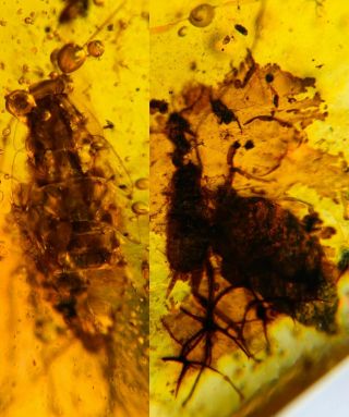 2 Unique Roach Larva Burmite Myanmar Burmese Amber Insect Fossil Dinosaur Age
