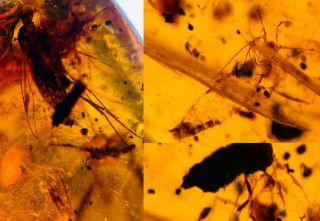 Unknown Bugs&mosquito Fly Burmite Myanmar Burma Amber Insect Fossil Dinosaur Age