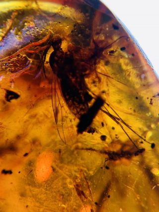 Unknown Bugs&mosquito Fly Burmite Myanmar Burma Amber insect fossil dinosaur age 2