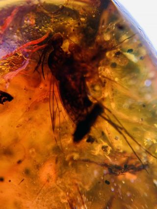 Unknown Bugs&mosquito Fly Burmite Myanmar Burma Amber insect fossil dinosaur age 3