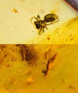 Arachnida Spider&thrip Burmite Myanmar Burmese Amber Insect Fossil Dinosaur Age